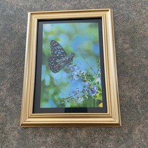 Set of (5) Assorted Butterfly Greeting Cards